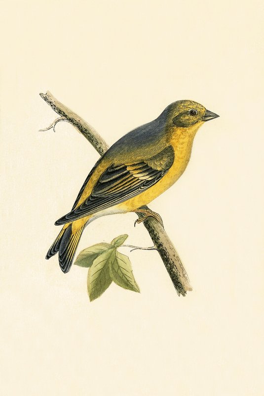 Citril Finch, ilustrace z „Historie ptáků Evropy nepozorovaných na Britských ostrovech“ od Charlese Roberta Bree (1811-86), vydáno 1867 od English School