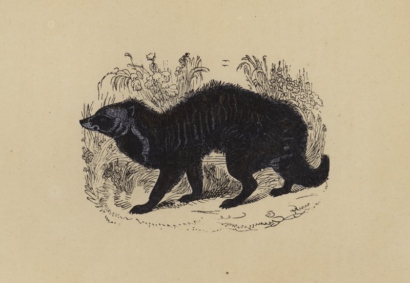 Civet (barevná litografie) od English School
