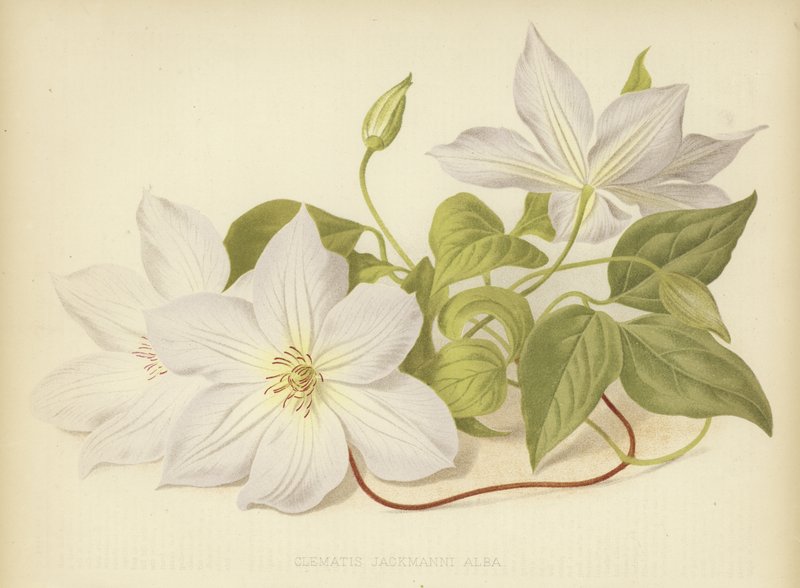 Clematis Jackmanii Alba od English School