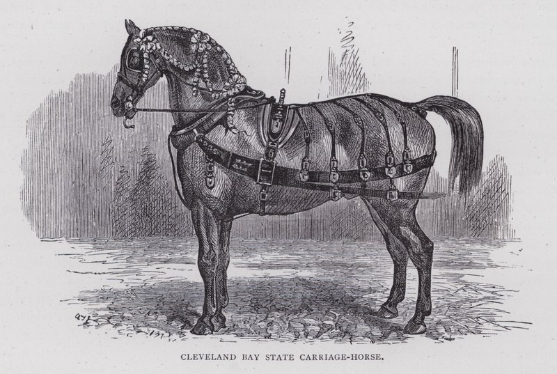 Cleveland Bay State Carriage-Horse (rytina) od English School