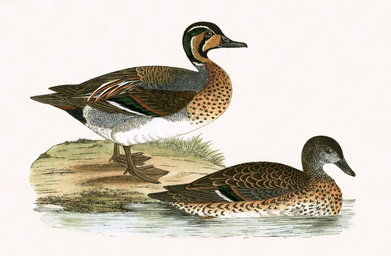 Cucking Teal, ilustrace z knihy „Historie ptáků Evropy, která nebyla pozorována na Britských ostrovech“ od Charlese Roberta Bree (1811-86), vydáno 1867 od English School