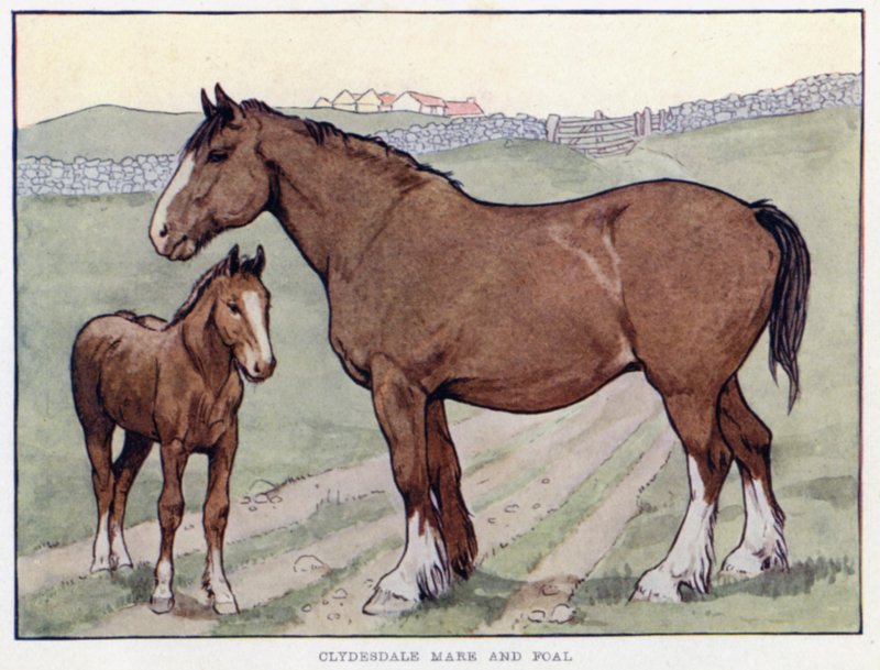 Klisna Clydesdale a hříbě od English School