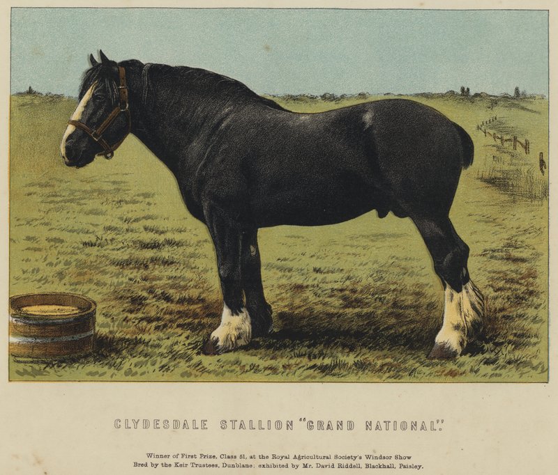Clydesdale hřebec "Grand National" (barva lito) od English School