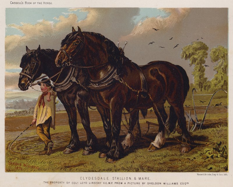 Clydesdale hřebec a klisna, majetek plukovníka Loyda Lindsaye, VC, MP od English School