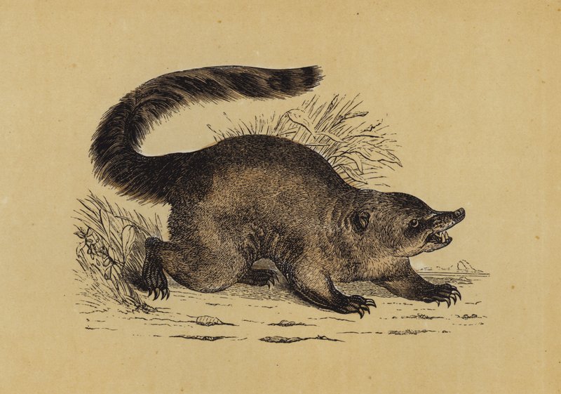 Coati (barevná litografie) od English School