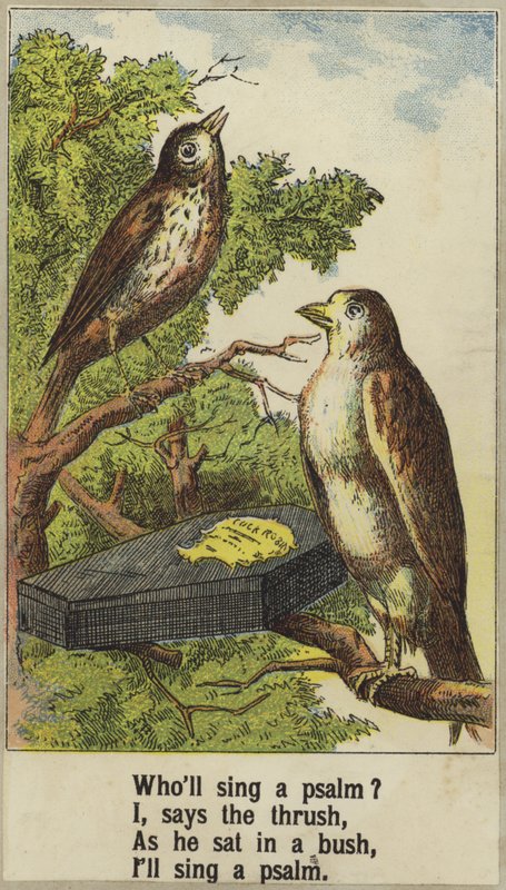 Kohout Robin od English School