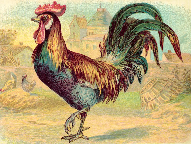 Cockerell (chromolit) od English School