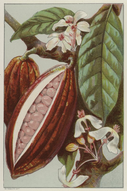 Kakaové květy a lusky, ukazující vnitřek lusku (chromolitho) od English School