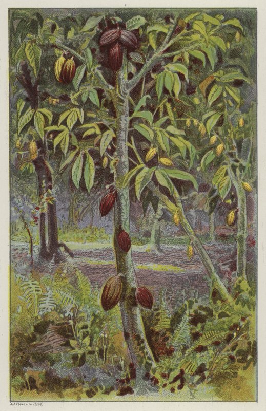 Kakaová plantáž, Trinidad (chromolitho) od English School
