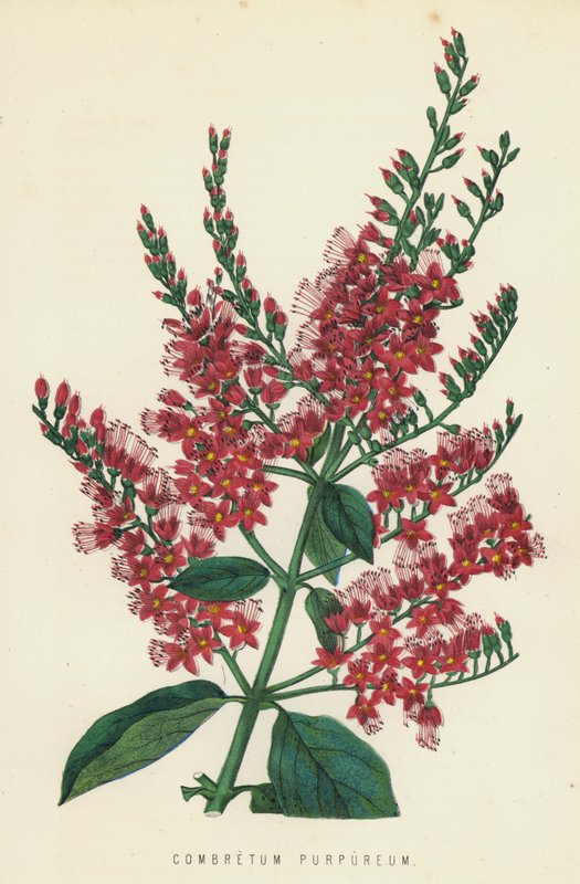 Combretum Purpureum od English School