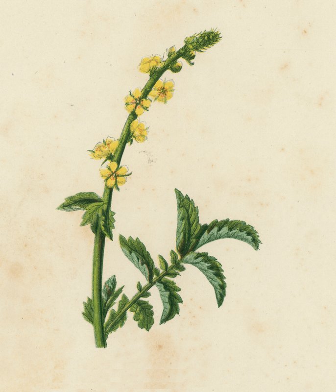 Řepík lékařský, Agrimonia Eupatoria (barevná litografie) od English School