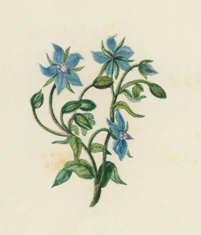 Brutnák lékařský, Borago Officinalis (barva lito) od English School