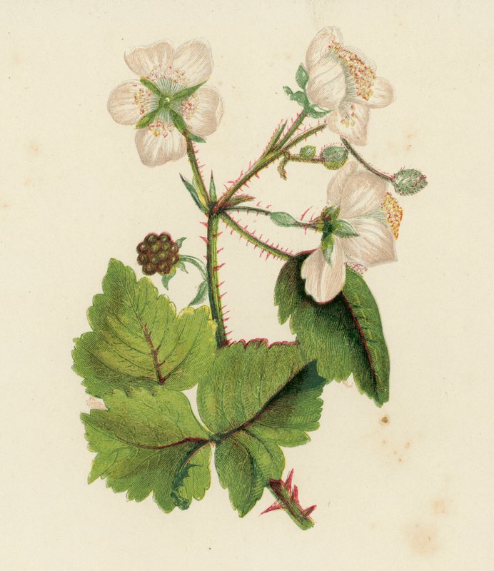 Ostružiník obecný, Rubus Fruticosus (barevná litografie) od English School
