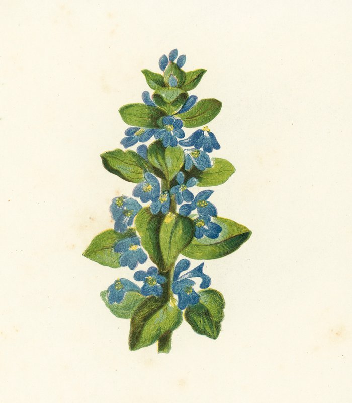 Trubač obecný, Ajuga Reptans (barevná litografie) od English School