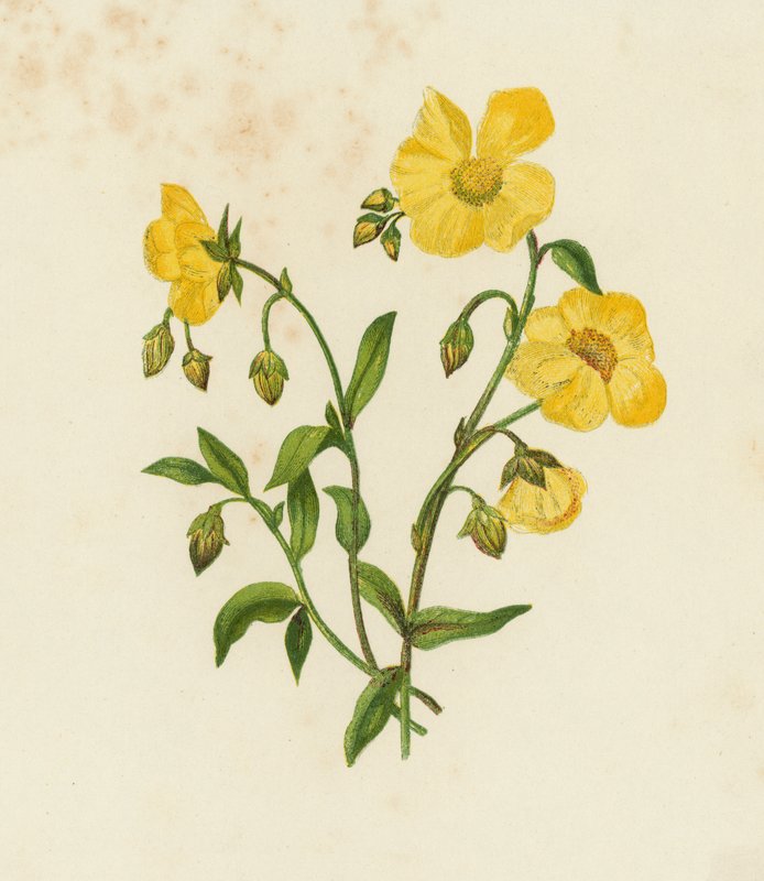 Cistus obecný; nebo Rock Rose, Helianthemum Vulgare (barva lito) od English School