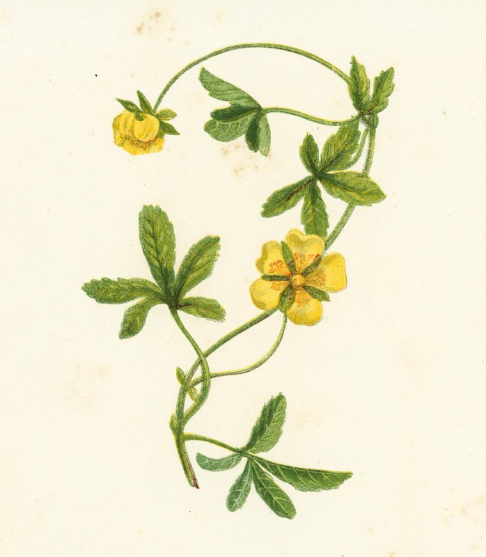 Mochna plazivá, Potentilla Reptans (barevná litografie) od English School