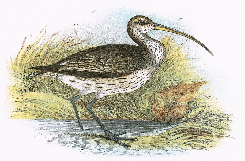 Curlew obecný od English School