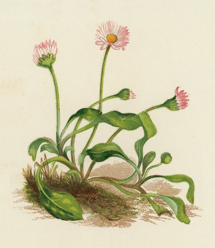 Sedmikráska obecná, Bellis perennis (barevná litografie) od English School