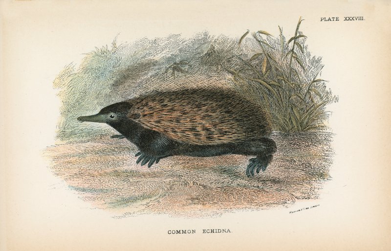 Echidna obecná od English School