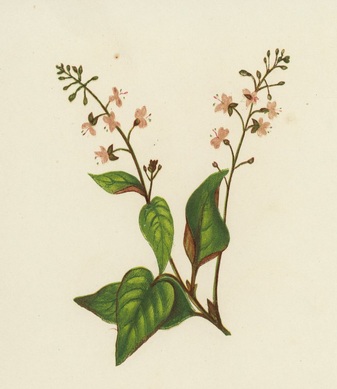 Zaklínač obecný, Circaea Lutetiana (barva lito) od English School