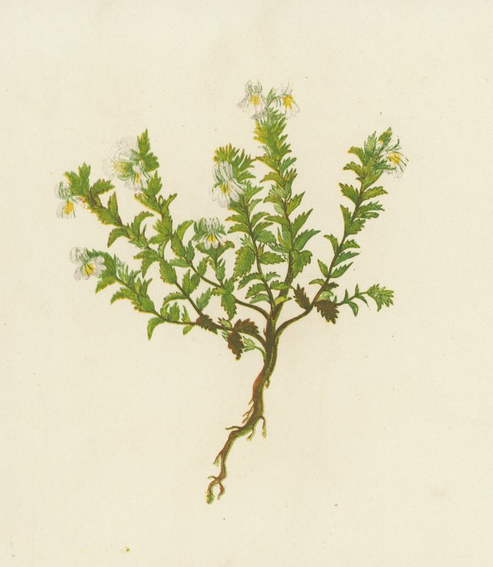 Světlík lékařský, Euphrasia Officinalis (barevná litografie) od English School