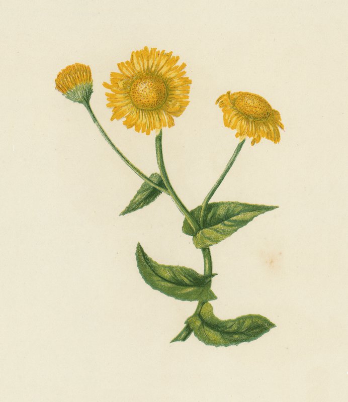 Blešník obecný, Pulicaria dysenterica (barevná litografie) od English School