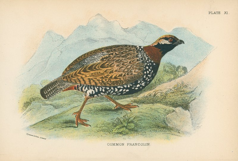 Francolin obecný od English School
