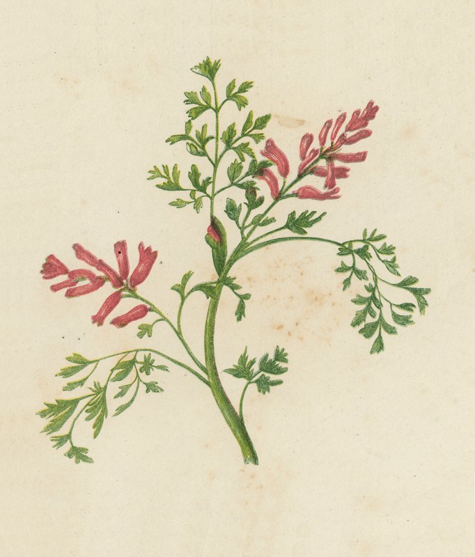 Fumitory obecná, Fumaria Officinalis (barevná litografie) od English School