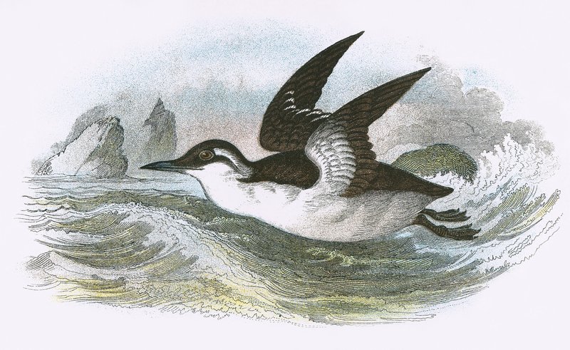 Guillemot obecný od English School