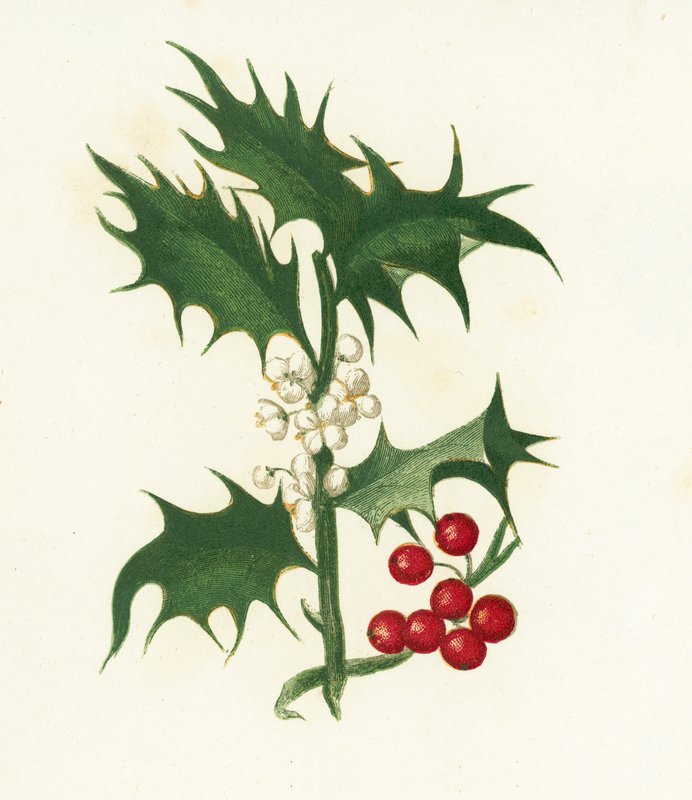 Cesmína obecná, Ilex Aquifolium od English School