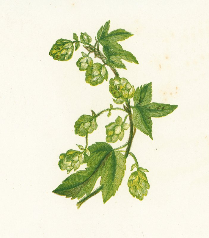 Chmel obecný, Humulus Lupulus od English School