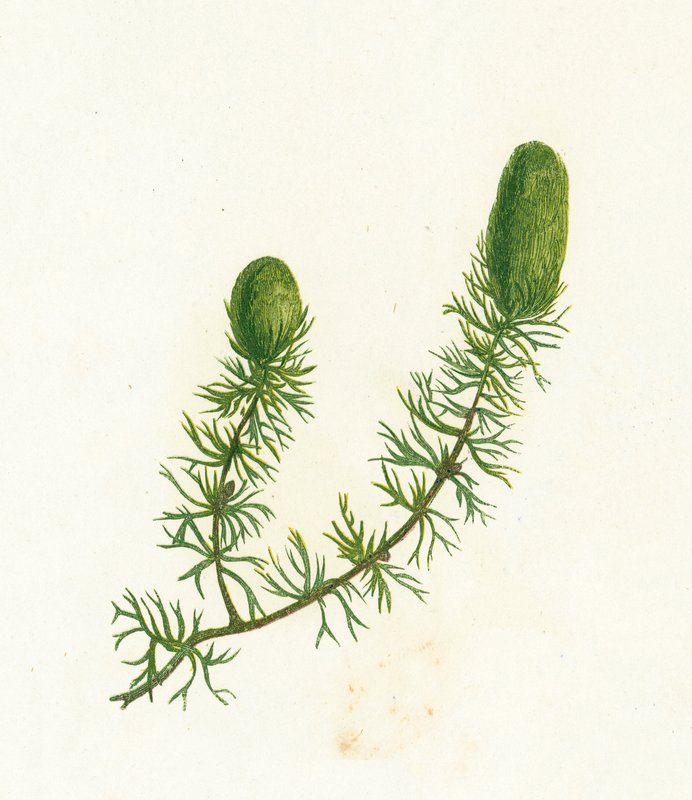 Zoborožec obecný, Ceratophyllum Demersum od English School