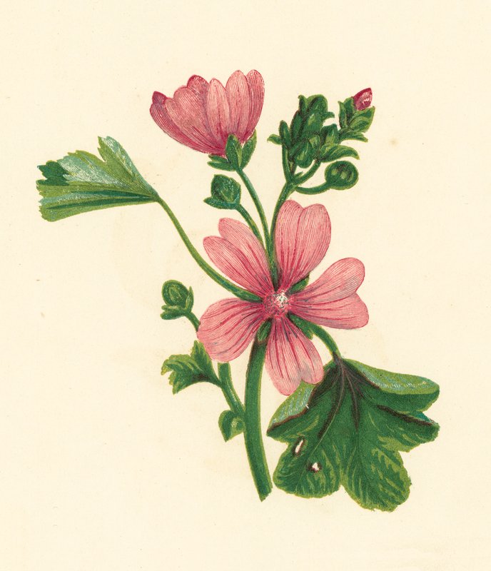 Sléz obecný, Malva Sylvestris (barevná litografie) od English School