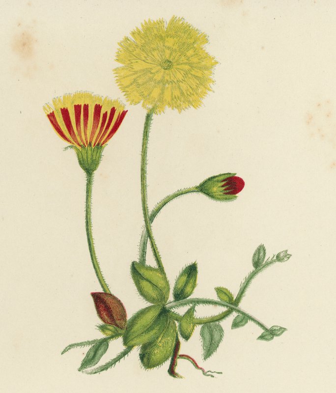 Jestřábník myší ucho, Hieracium pilosella (barevná litografie) od English School