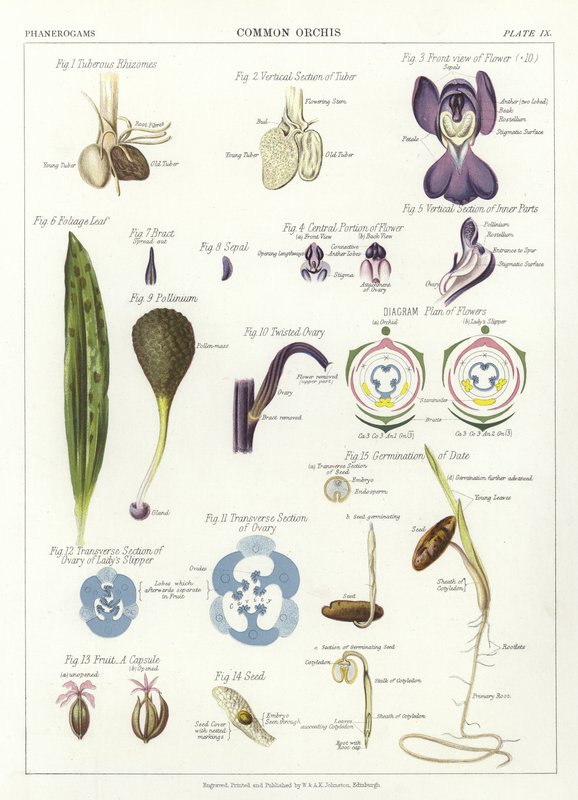 Orchis obecná od English School