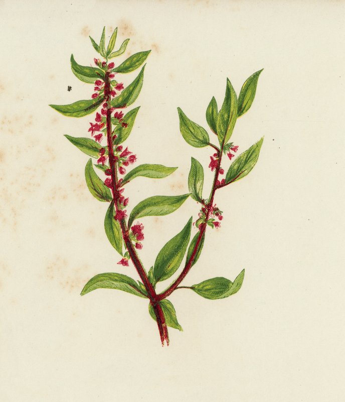 Pellitory of the Wall, Parietaria Officinalis (barevná litografie) od English School