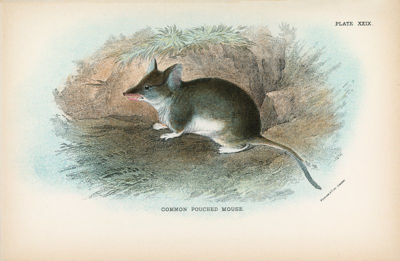 Pouched Mouse od English School