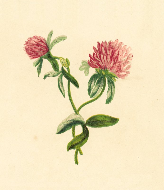 Trojlístek nachový, Trifolium Pratense od English School