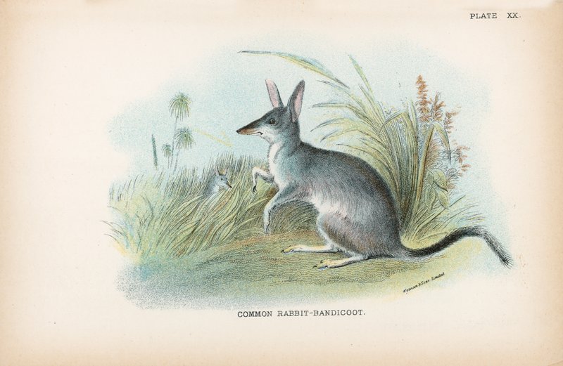 Králík-Bandicoot obecný od English School