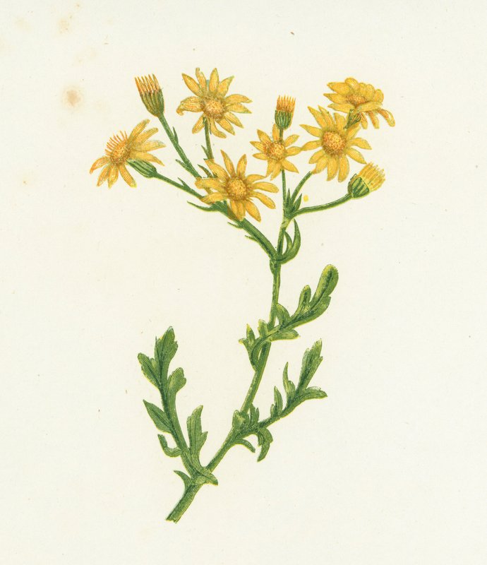 Starček obecný, Senecio Jacobaea od English School