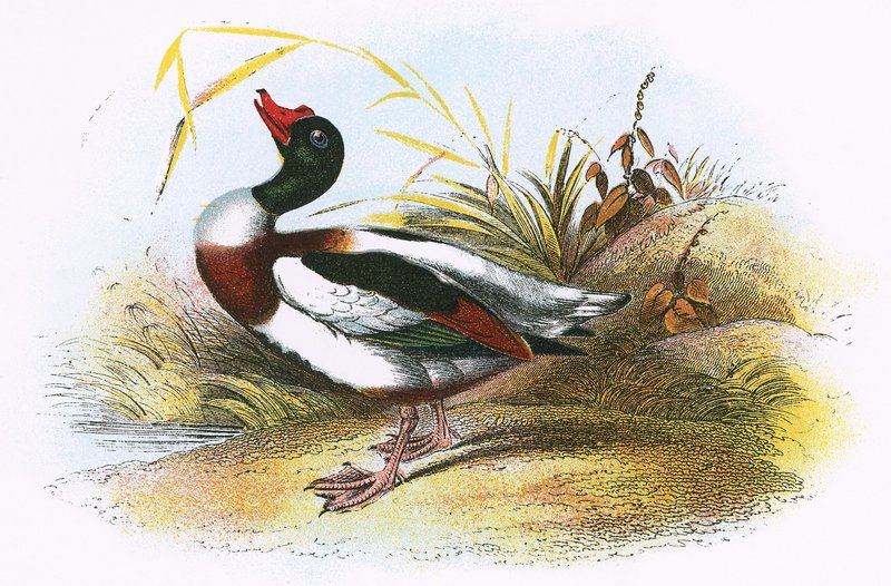 Shelduck obecný od English School