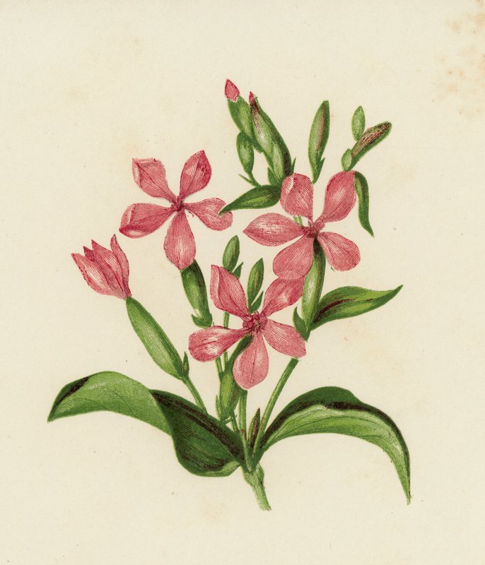 Mydlice obecná, Saponaria Officinalis (barva lito) od English School