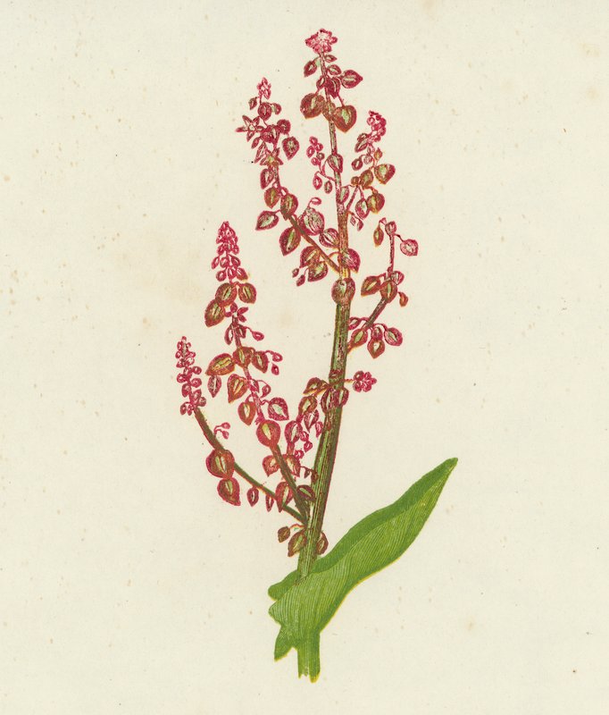 Šťovík obecný, Rumex Acetosa (barevná litografie) od English School