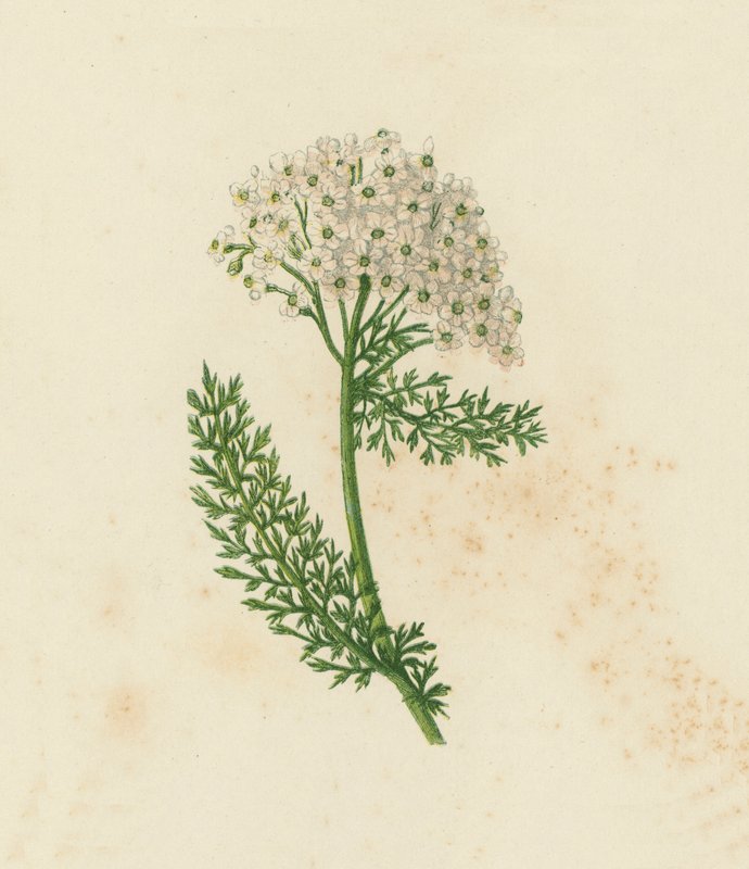 Řebříček obecný nebo řebříček, Achillea Millefolium (barva lito) od English School