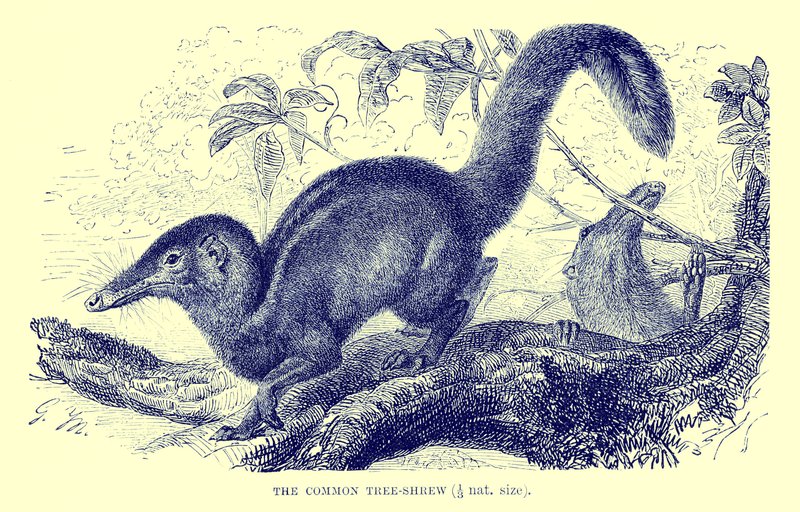 Stromovec obecný, ilustrace z "The Royal Natural History" (litografie) od English School