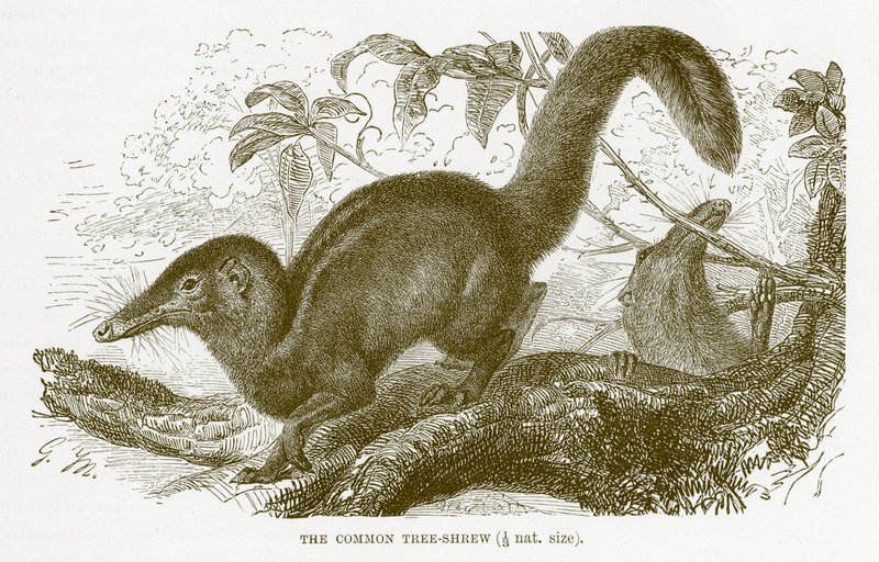 Rejsek obecný, ilustrace z Královské přírodní historie od English School
