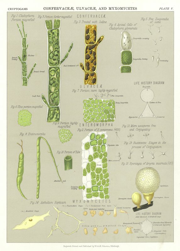 Confervaceae, Ulvaceae a Myxomycetes od English School