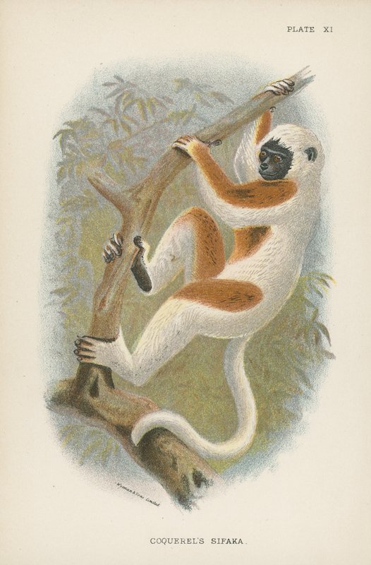 Coquerelova Sifaka od English School