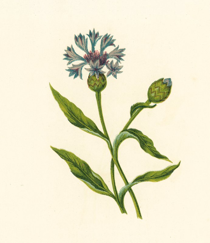 Kukuřičná modř, Centaurea Cyanus (barevná litografie) od English School