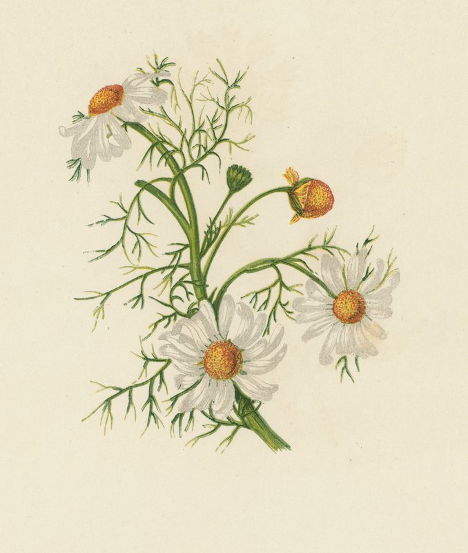 Feverfew kukuřičná, Pyrethrum Inodorum (barva lito) od English School
